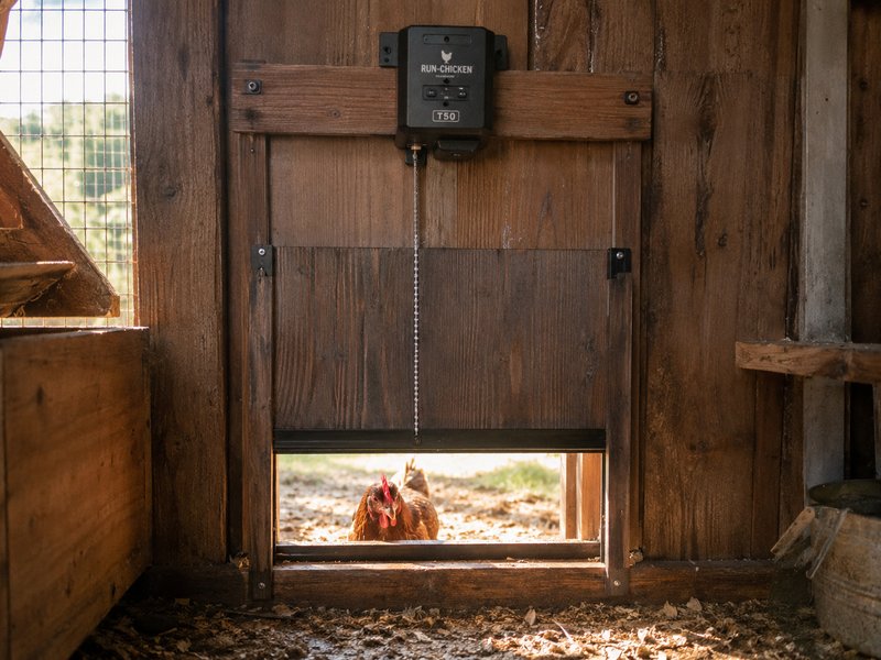 Automatic chicken coop door opener with chain mechanism and a hen peeking through at ground level