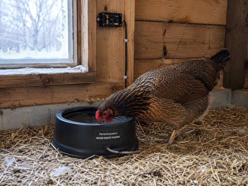 Chicken drinking from a heated water bowl inside a coop with frosted window in winter