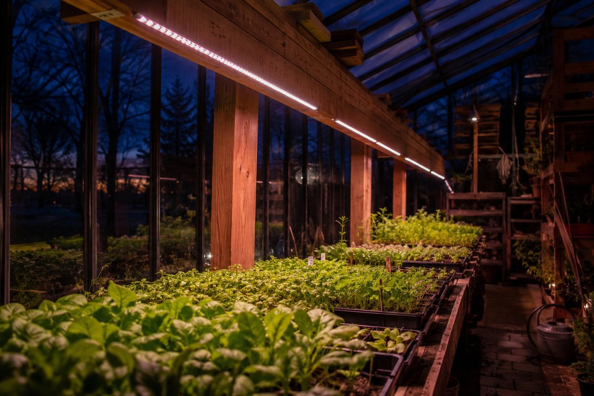 Full-spectrum LED grow light strips illuminating rows of seedlings in a greenhouse at dusk